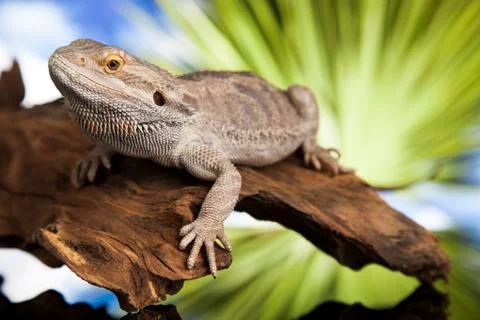 Lizard root, Bearded Dragon on green background Free Stock Photos