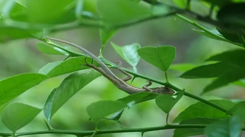 Lizard running away Video stock 85155363