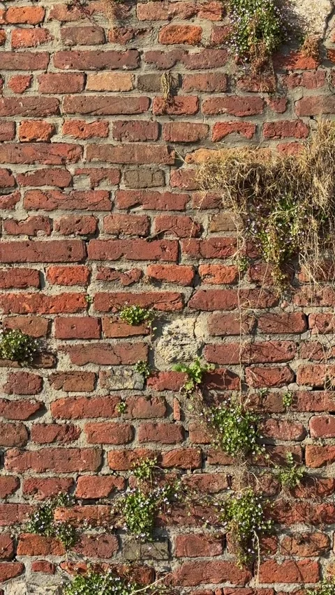 Lizard running on brick wall with green plants, small reptile in urban garden en Stock Footage 330551085