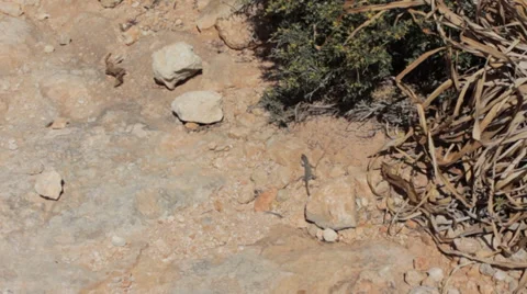 Lizard Running Vidéo 33801810