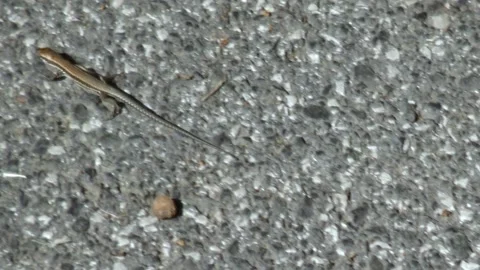 Lizard running on the ground 스톡 동영상 132641694