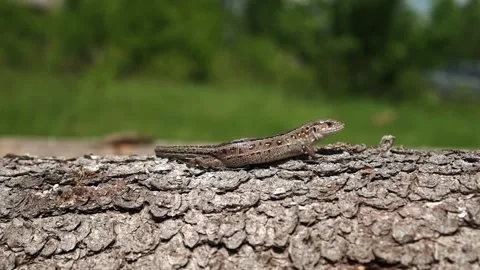 Lizard running on a log slow motion, close-up Stock Footage 210036818
