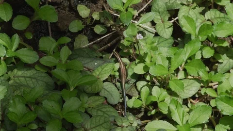 Lizard Running Out Of Frame 4k Stock Footage 92808120