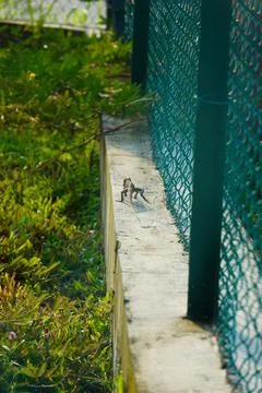 A lizard running on the parapet 库存照片