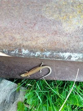 The lizard is running Stock Photos