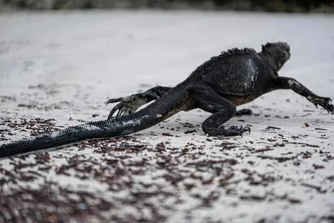 Lizard running on sandy beach with scattered shells Stock Photos