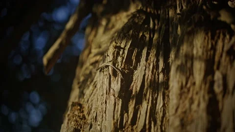 Lizard running on a tree Stock Footage 220356465