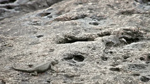 A lizard runs among the rocks when it starts to rain in the Botanical garden. Stock Footage 69816505