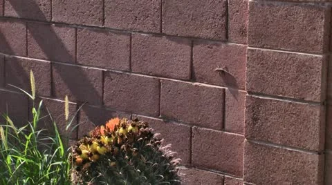 Lizard Runs Away 스톡 동영상 11887557