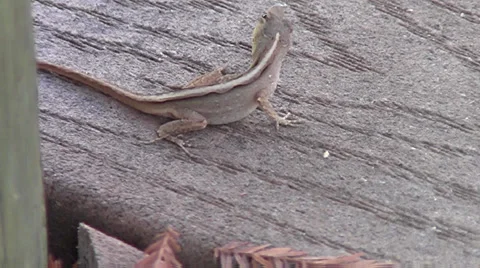 Lizard Runs Away 스톡 동영상 29092810