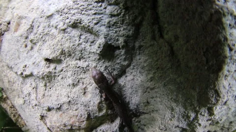 Lizard runs on a stone. Stock Footage 97709789