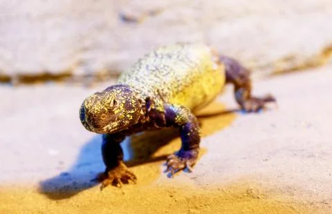 Lizard on sand, blur background. Eye contact. 스톡 사진