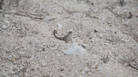 Lizard Sand Stock Footage 102332737