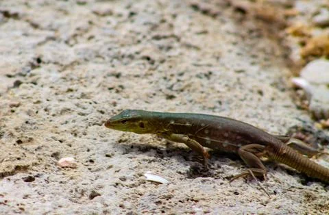 Lizard on the sand in the park. Close-up. Stock Photos