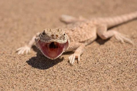 Lizard in the sand Stock Photos