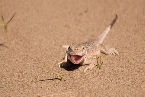 Lizard in the sand Stock Photos