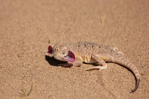 Lizard in the sand Stock Photos