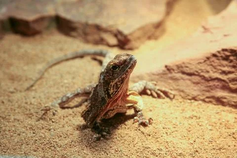 A lizard is on the sand Foto stock