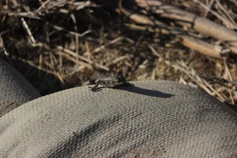 Lizard on a Sandbag Stock Photos