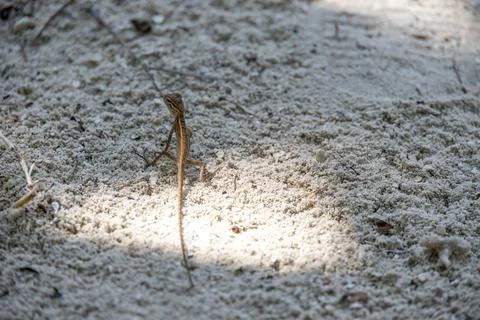 Lizard on Sandy Ground in Sunlight Stock Photos