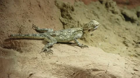 Lizard, Saurian Stock Footage 21778093