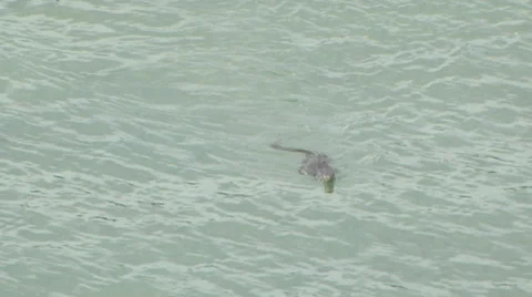 Lizard in the sea Stock-Footage 57768788