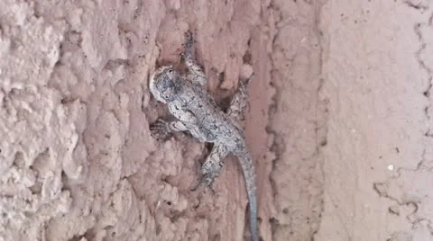 Lizard in the Shade 스톡 동영상 11888155