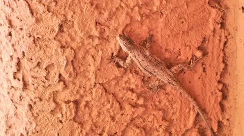 Lizard in the Shade 스톡 동영상 11888156