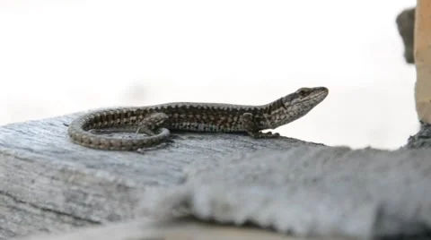 Lizard in a shade Stock Footage 53218647