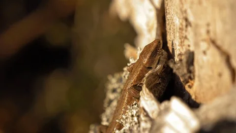 Lizard shakes head to drive off ant Stock Footage 97980468