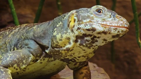 Lizard shaking Stock Footage 245029617