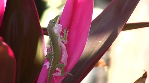 Lizard shedding skin02 Stock Footage 2467250