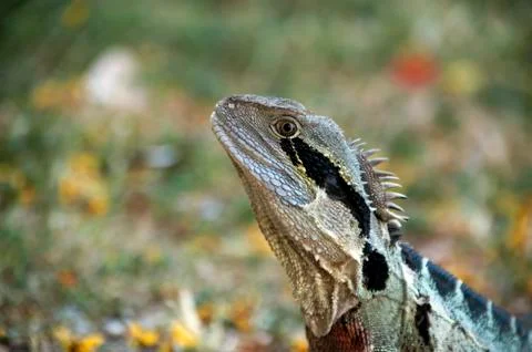 Lizard side profile Stock Photos