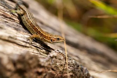Lizard - side view Stock Photos