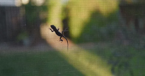 Lizard Silhouette on a Window Screen in the Evening Light Stock Footage 316320584
