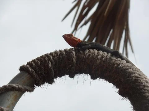 A Lizard on sisal rope Stock Photos