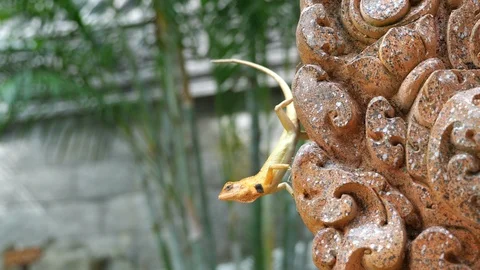 Lizard sit on the old statue Stock Footage 97784019