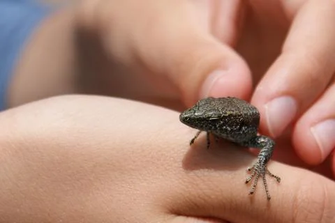 The lizard sits on the arm. Stock-Fotos