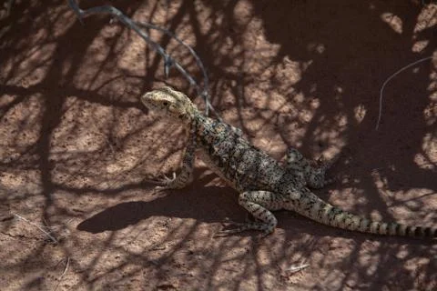 Lizard sits on gravel in desert Mongolia. Stock Photos
