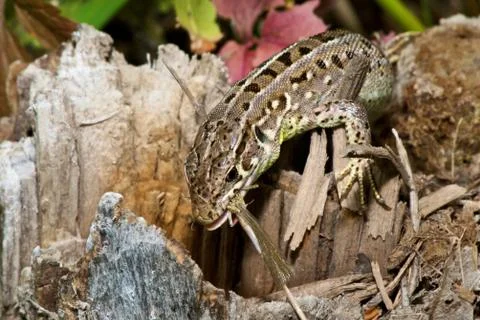 Lizard sits on the ground and eats an insect on an autumn background Stock Photos