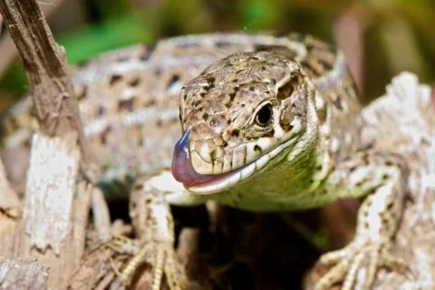 Lizard sits on the ground and eats an insect on an autumn background Stock Photos