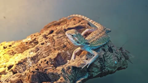 The lizard sits on a large rock in the aquarium. Stock Footage 157152973