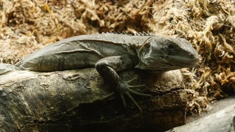 A lizard sits on a log 库存影片 122209819