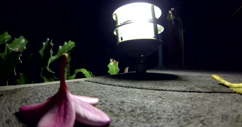 Lizard sits next to a lamp in the USVI Stock Footage 42438748
