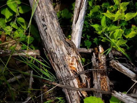 A lizard sits on a part of a tree Stock Photos
