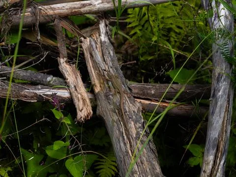 A lizard sits on a part of a tree Stock Photos
