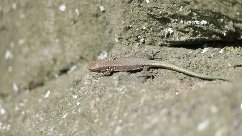 Lizard sits on a rock Stock Footage 80596983