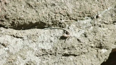 Lizard sits on a rock Stock-Footage 80597567