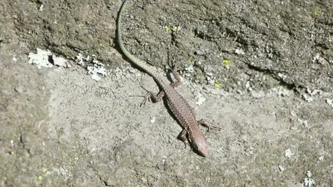Lizard sits on a rock Stock Footage