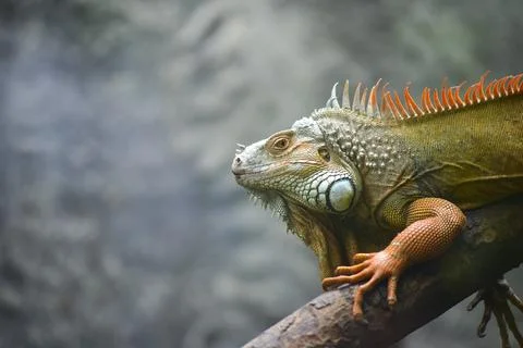 A lizard is sitting on a branch Stock Photos